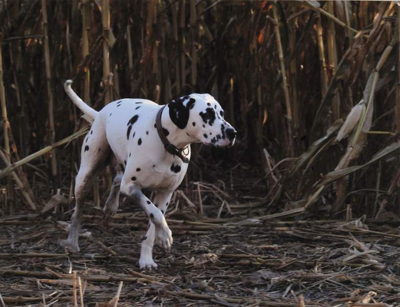 Linda Macfarlane - Major Henry.jpg